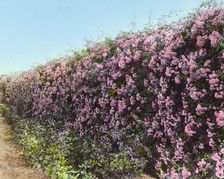 "Armsea Hall," Charles Frederick Hoffman Jr. house, Narragansett Bay, Newport, Rhode Island, 1914. Creator: Frances Benjamin Johnston