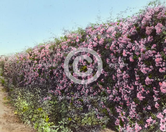 "Armsea Hall," Charles Frederick Hoffman Jr. house, Narragansett Bay, Newport, Rhode Island, 1914. Creator: Frances Benjamin Johnston.