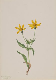 Arnica alpina, 1905. Creator: Mary Vaux Walcott