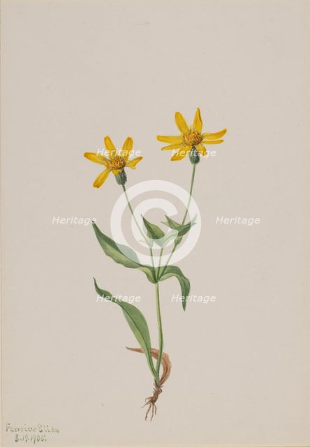 Arnica alpina, 1905. Creator: Mary Vaux Walcott.