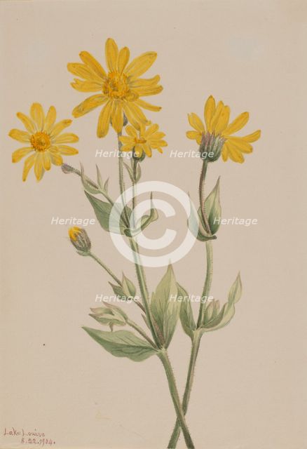 Arnica (Arnica latifolia), 1904. Creator: Mary Vaux Walcott.