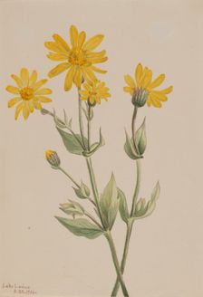 Arnica (Arnica latifolia), 1904. Creator: Mary Vaux Walcott