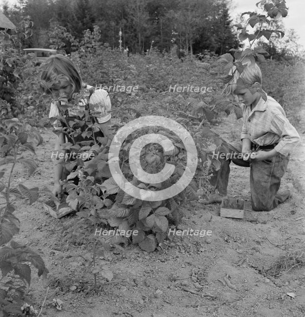 Arnold children picking raspberries in the new berry patch, Michigan Hill, Western Washington, 1939. Creator: Dorothea Lange.
