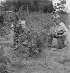 Arnold children picking raspberries in the new berry patch, Michigan Hill, Western Washington, 1939. Creator: Dorothea Lange