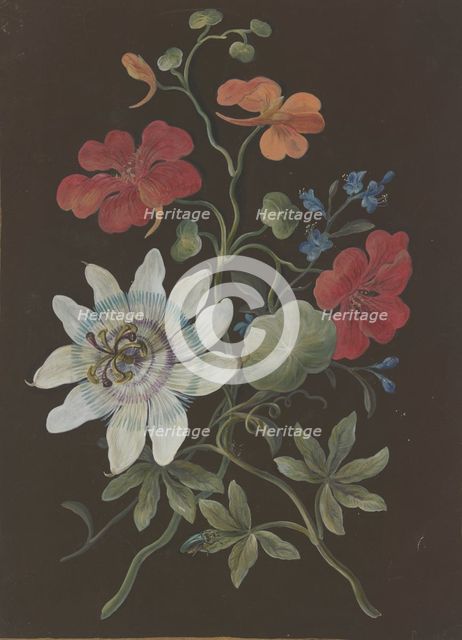 Arrangement of passionflower (Passiflora), red nasturtium (Tropaeplum), and forget-me-not... Creator: Barbara Regina Dietzsch circle.