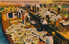Arrival and Unloading of a Turtle Boat, Key West, Florida c1940s