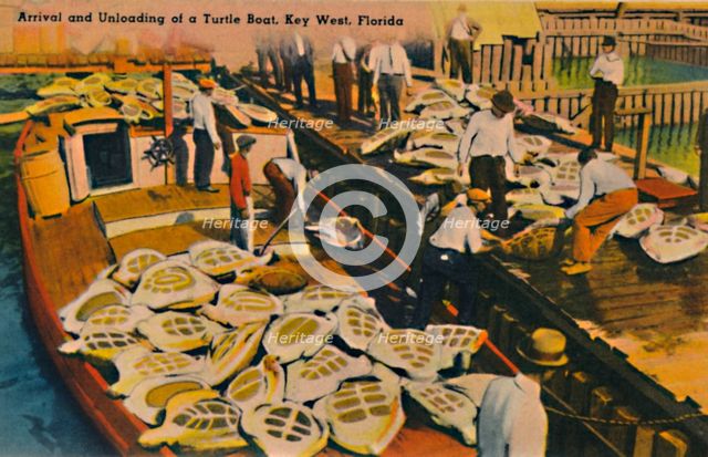 'Arrival and Unloading of a Turtle Boat, Key West, Florida', c1940s. Artist: Unknown.