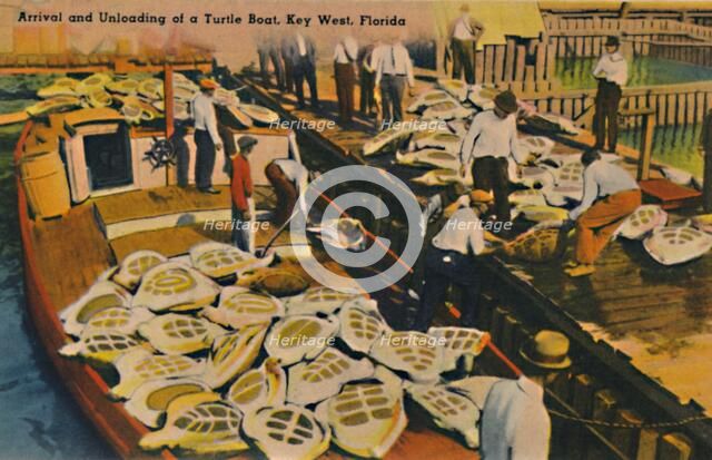 'Arrival and Unloading of a Turtle Boat, Key West, Florida', c1940s. Artist: Unknown.
