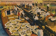 Arrival and Unloading of a Turtle Boat, Key West, Florida c1940s