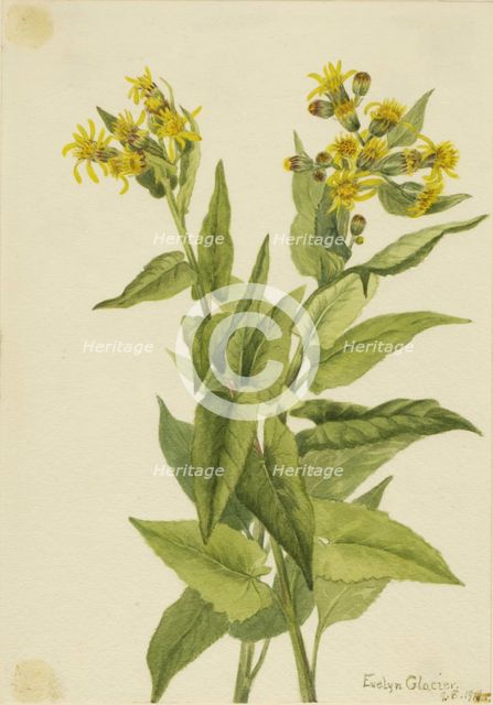 Arrowleaf Groundsel (Senecia triangularis), 1916. Creator: Mary Vaux Walcott.