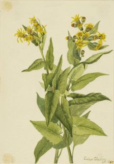 Arrowleaf Groundsel (Senecia triangularis), 1916. Creator: Mary Vaux Walcott
