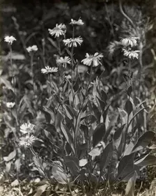 Aster (aster), between 1915 and 1935. Creator: Frances Benjamin Johnston