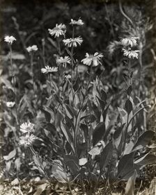 Aster (aster), between 1915 and 1935. Creator: Frances Benjamin Johnston