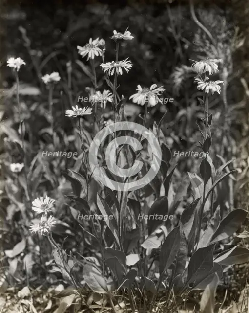 Aster (aster), between 1915 and 1935. Creator: Frances Benjamin Johnston.
