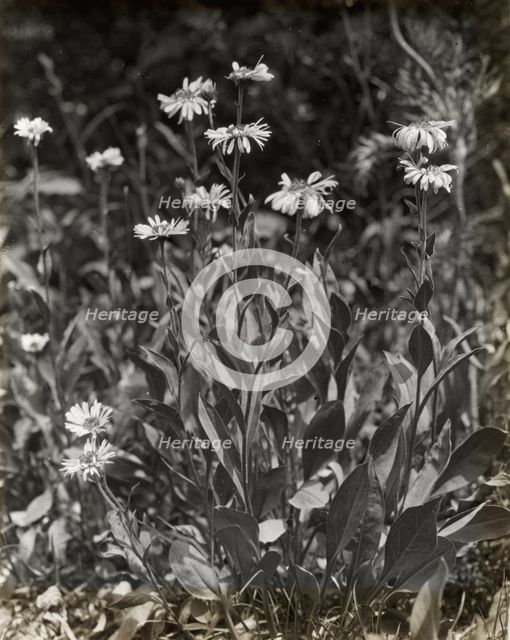 Aster (aster), between 1915 and 1935. Creator: Frances Benjamin Johnston.