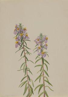 Aster (Aster hirariifolius), 1923. Creator: Mary Vaux Walcott