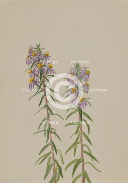 Aster (Aster hirariifolius), 1923. Creator: Mary Vaux Walcott.