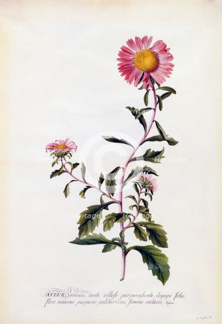 Aster, c. 1743 (hand coloured engraving). Creator: "Georg Dionysius Ehret (1710 - 70); Ehret, Georg Dionysius (1710-1770)".