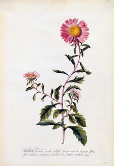 Aster, c. 1743 (hand coloured engraving). Creator: "Georg Dionysius Ehret (1710 - 70); Ehret, Georg Dionysius (1710-1770)"