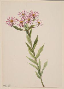 Aster Engelmann, 1904. Creator: Mary Vaux Walcott