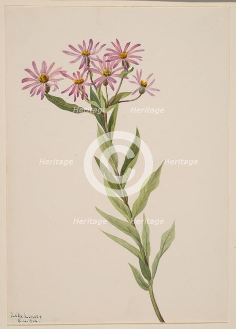 Aster Engelmann, 1904. Creator: Mary Vaux Walcott.
