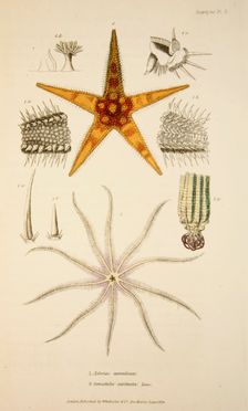 Asterias aurantiaca and Comatula carinata, pub. 1833 (Hand coloured engraving). Creator: English School (17th Century)
