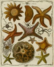 Asterias (Starfish), 1781. Creator: James Barbut
