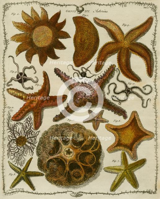 'Asterias' (Starfish), 1781.  Creator: James Barbut.