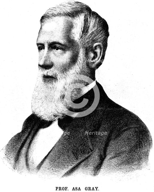 Asa Gray, American botanist, 1888. Artist: Unknown