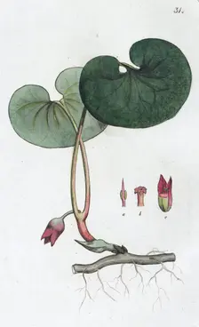 Asarabacca (Asarum europaeum), 1804-1811. Creator: Johan Wilhelm Palmstruch