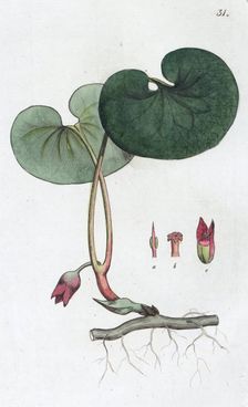 Asarabacca (Asarum europaeum), 1804-1811. Creator: Johan Wilhelm Palmstruch