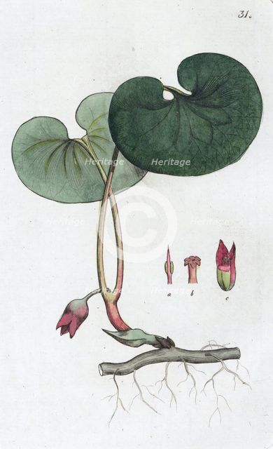 Asarabacca (Asarum europaeum), 1804-1811. Creator: Johan Wilhelm Palmstruch.