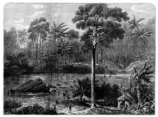 Ashantee Sketches: the River Prah and the Forest of Assin, 1873. Creator: Unknown