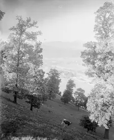 Asheville, N.C., between 1895 and 1910. Creator: Unknown