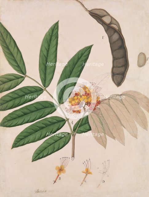 Ashoka Tree Flower, Leaves, Pod, and Seed, first half 19th century. Creator: Unknown.