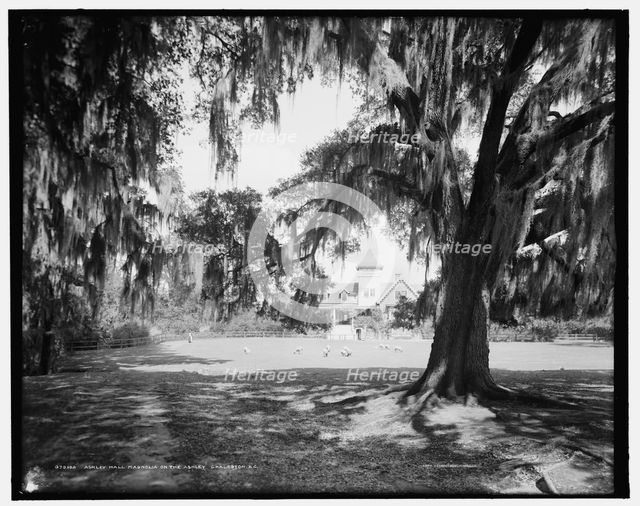 Ashley Hall, Magnolia-on-the-Ashley, Charleston, S.C., c1907. Creator: Unknown.