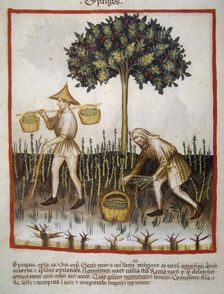 Asparagus, 14th century. Creator: Unknown