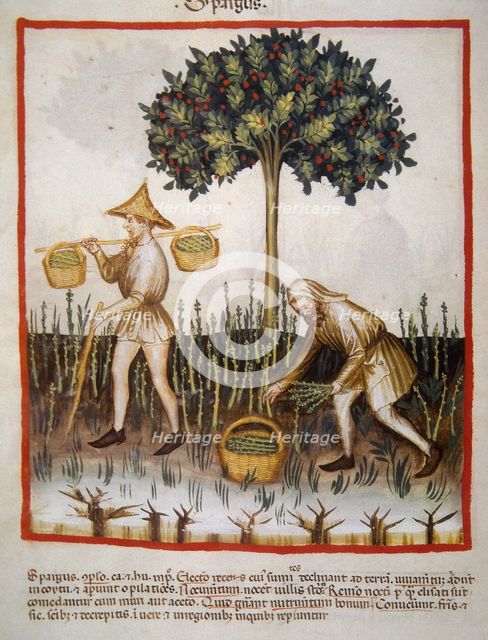 Asparagus, 14th century.  Creator: Unknown.