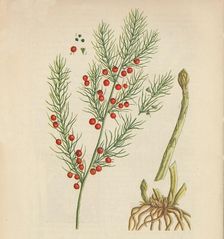 Asparagus 1947. Artist: Elizabeth Blackwell