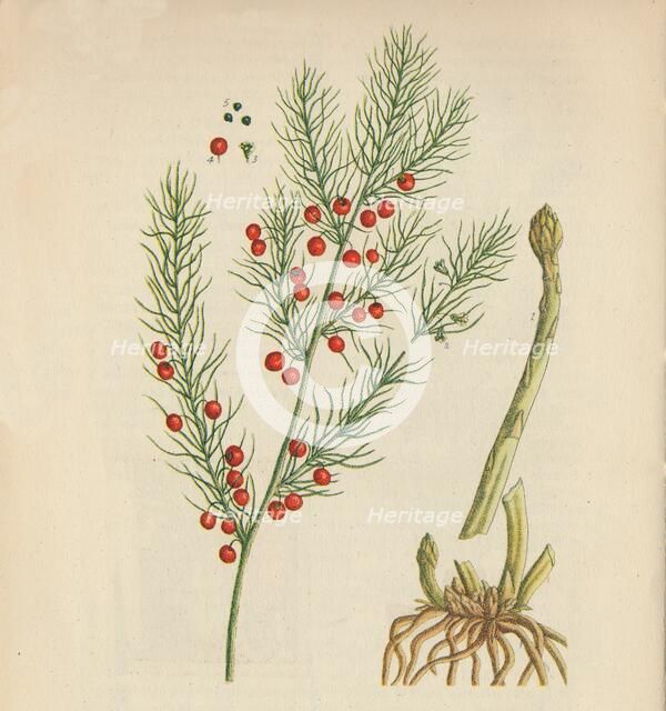'Asparagus', 1947. Artist: Elizabeth Blackwell.