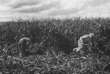 Aspects imprevus de la campage Francaise: les indo-chinois aux champs 1916. Creator: Unknown