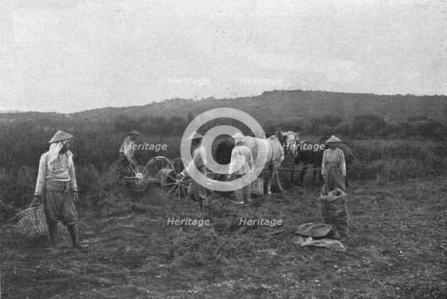 'Aspects imprevus de la campage Francaise: les indo-chinois aux champs', 1916. Creator: Unknown.