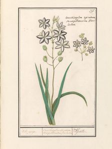 Asphodel (Asphodelus), 1596-1610. Creators: Anselmus de Boodt, Elias Verhulst