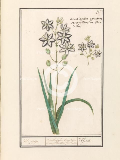 Asphodel (Asphodelus), 1596-1610. Creators: Anselmus de Boodt, Elias Verhulst.