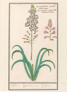 Asphodel (Asphodelus), 1596-1610. Creators: Anselmus de Boodt, Elias Verhulst