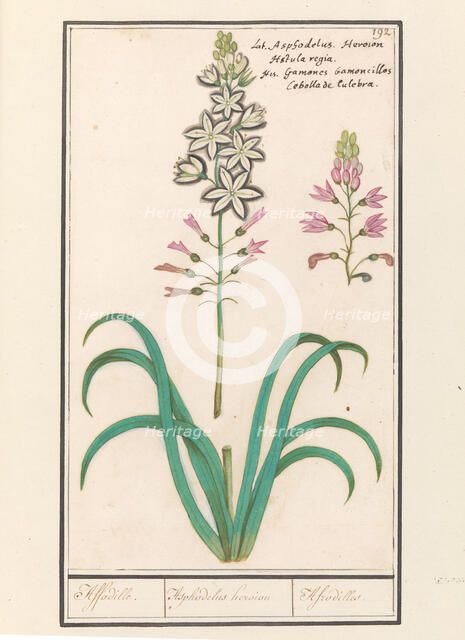 Asphodel (Asphodelus), 1596-1610. Creators: Anselmus de Boodt, Elias Verhulst.
