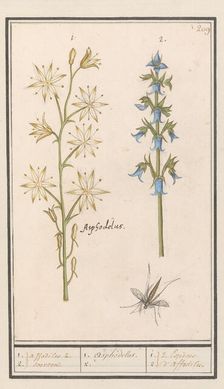 Asphodel (Asphodelus) and Rough bellflower (Campanula trachelium), 1596-1610. Creators: Anselmus de Boodt, Elias Verhulst