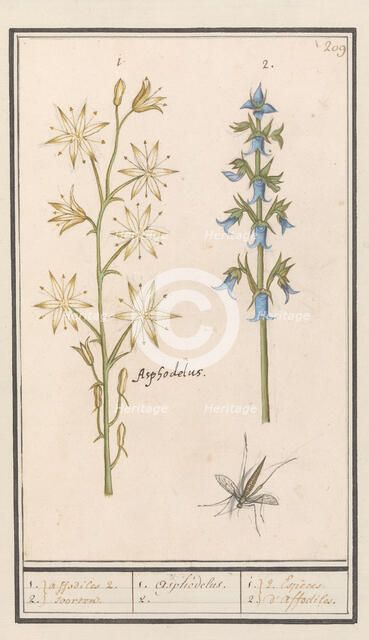 Asphodel (Asphodelus) and Rough bellflower (Campanula trachelium), 1596-1610. Creators: Anselmus de Boodt, Elias Verhulst.