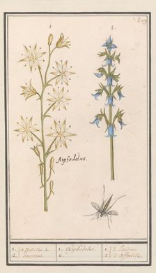 Asphodel (Asphodelus) and Rough bellflower (Campanula trachelium), 1596-1610. Creators: Anselmus de Boodt, Elias Verhulst