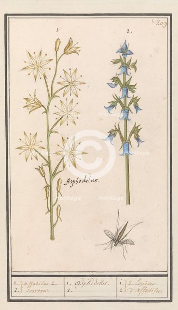 Asphodel (Asphodelus) and Rough bellflower (Campanula trachelium), 1596-1610. Creators: Anselmus de Boodt, Elias Verhulst.